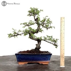 Indoor/ Outdoor Ulmus Parvifolia Chinese Elm
