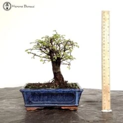 Indoor/ Outdoor Chinese Elm Bonsai Tree | Broom Style