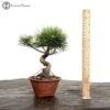 Outdoor Pinus Thunbergii | Japanese Black Pine -BonsaiHub Shop Screenshot 2023 09 05 at 12.15.121