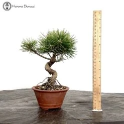 Outdoor Pinus Thunbergii | Japanese Black Pine