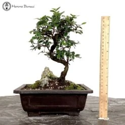 Indoor/ Outdoor Chinese Elm Bonsai Landscape