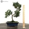 Buddhist Pine 'Podocarpus' 1 Buddhist Pine 'Podocarpus' -BonsaiHub Shop Screenshot 2023 09 20 at 09.57.511