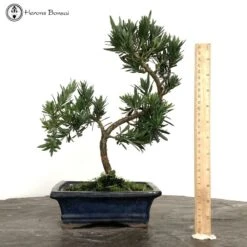 Buddhist Pine 'Podocarpus'