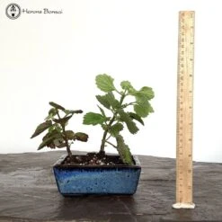 Flowering Indoor Plectranthus Bonsai Tree