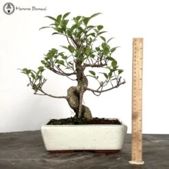 Indoor Ficus Bonsai S-Shape