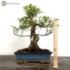 Ficus Bonsai Tree 2 Ficus Bonsai Tree -BonsaiHub Shop Screenshot 2023 09 28 at 13.14.421
