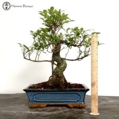 Ficus Bonsai Tree