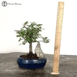 Indoor/ Outdoor Chinese Elm Bonsai Tree Landscape With Rock