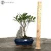 Ficus Bonsai Landscape With Rock -BonsaiHub Shop Screenshot 2023 10 03 at 09.31.421