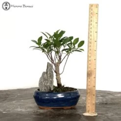 Ficus Bonsai Landscape With Rock