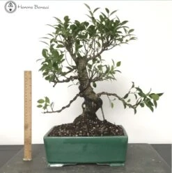 Indoor Ficus Bonsai Tree