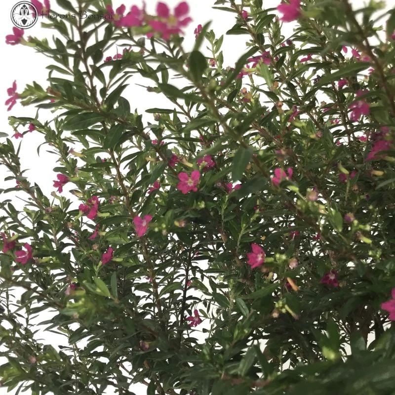 Indoor Cuphea 'False Heather' Bonsai Tree 4 Indoor Cuphea 'False Heather' Bonsai Tree - Image 2