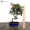 Fruiting Pyracantha Bonsai Tree 2 Fruiting Pyracantha Bonsai Tree -BonsaiHub Shop Screenshot 2023 10 05 at 10.44.151