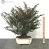 Indoor Cuphea 'False Heather' Bonsai Tree 2 Indoor Cuphea 'False Heather' Bonsai Tree -BonsaiHub Shop Screenshot 2023 10 05 at 10.47.37