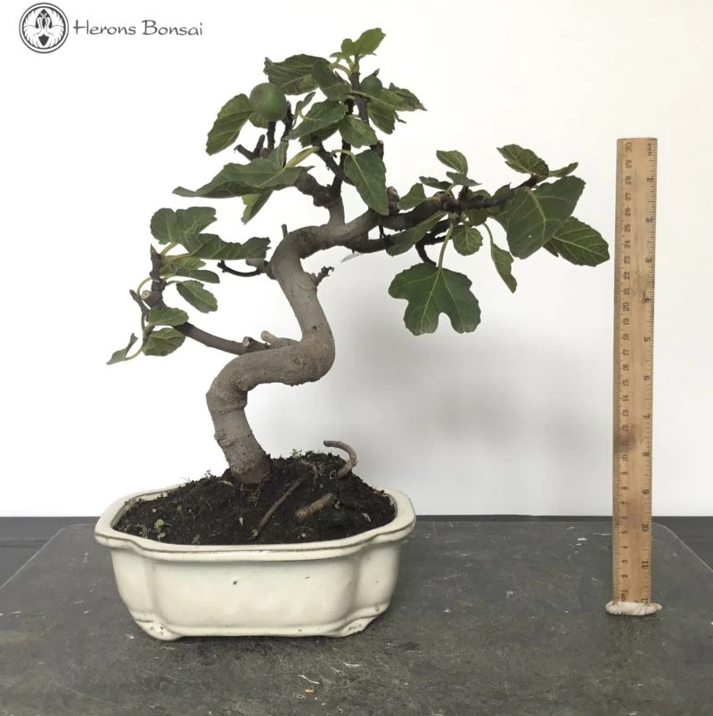 Outdoor Edible Fig Bonsai Tree 'Ficus Carica' S-shape 3 Outdoor Edible Fig Bonsai Tree 'Ficus Carica' S-shape