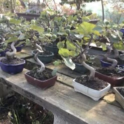 Outdoor Edible Fig Bonsai Tree 'Ficus Carica' S-shape 7 Outdoor Edible Fig Bonsai Tree 'Ficus Carica' S-shape -BonsaiHub Shop Screenshot 2023 10 05 at 11.04.53