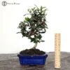 Olea Europa 'Common Olive' Bonsai Tree 2 Olea Europa 'Common Olive' Bonsai Tree -BonsaiHub Shop Screenshot 2023 10 05 at 11.16.01