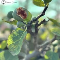 Outdoor Edible Fig Bonsai Tree 'Ficus Carica' S-shape 6 Outdoor Edible Fig Bonsai Tree 'Ficus Carica' S-shape -BonsaiHub Shop Screenshot 2023 10 05 at 11.20.41