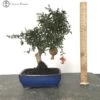 Outdoor Flowering Punica Granatum (Pomegranate) | Bonsai Tree 2 Outdoor Flowering Punica Granatum (Pomegranate) | Bonsai Tree -BonsaiHub Shop Screenshot 2023 10 06 at 10.42.431