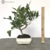 Citrus Llimencuat Bonsai Tree 2 Citrus Llimencuat Bonsai Tree -BonsaiHub Shop Screenshot 2023 10 06 at 13.28.201