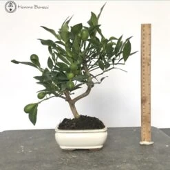Citrus Llimencuat Bonsai Tree