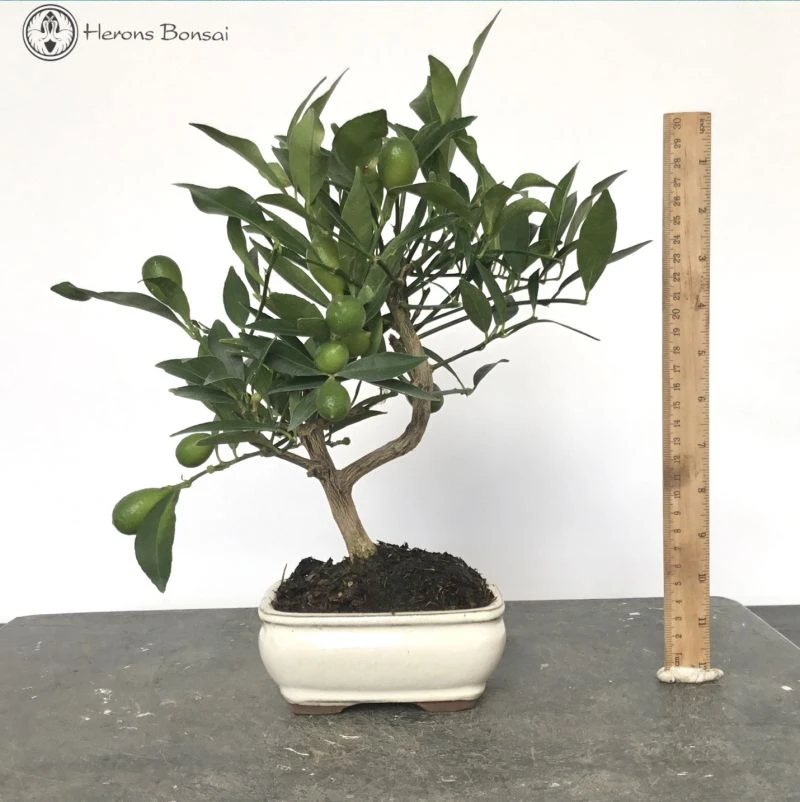 Citrus Llimencuat Bonsai Tree 3 Citrus Llimencuat Bonsai Tree