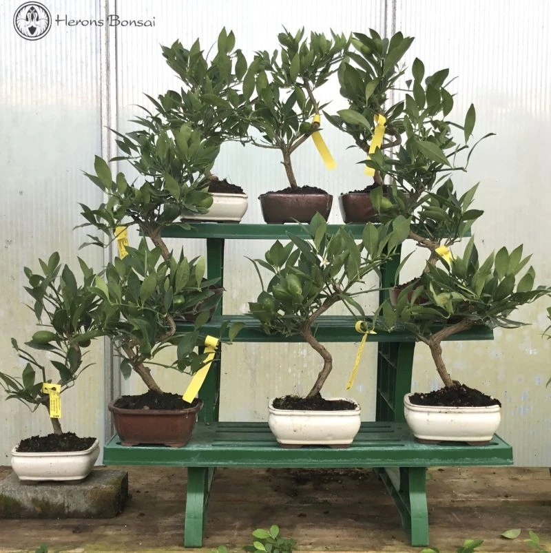 Citrus Llimencuat Bonsai Tree 4 Citrus Llimencuat Bonsai Tree - Image 2