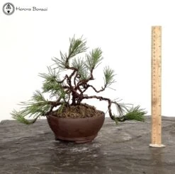 Outdoor Mugo Pine Bonsai | Wired To Shape