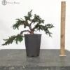Chinese Juniper Blaauw Bonsai Tree -BonsaiHub Shop Screenshot 2023 10 10 at 13.30.531