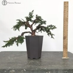 Chinese Juniper Blaauw Bonsai Tree