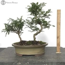 Indoor Mother & Daughter Pepper Bonsai Tree