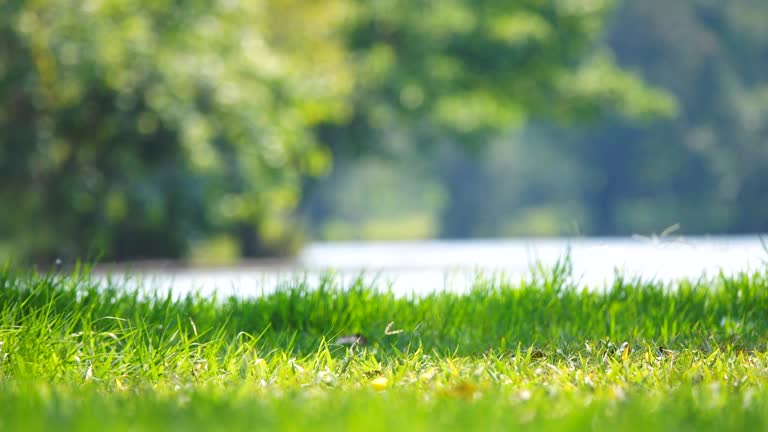 Front Page -BonsaiHub Shop background35