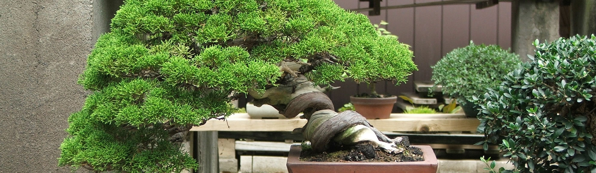 Front Page -BonsaiHub Shop banner406