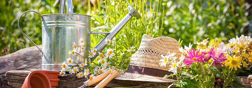 Front Page -BonsaiHub Shop banner747